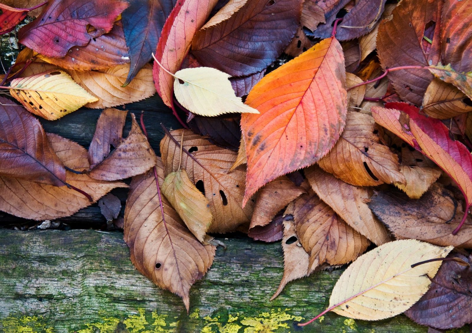 Fall leaves